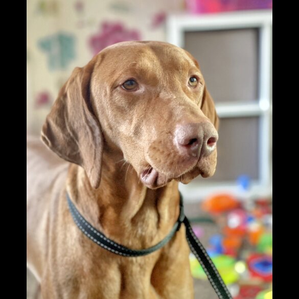 Hungarian Vizsla - Both