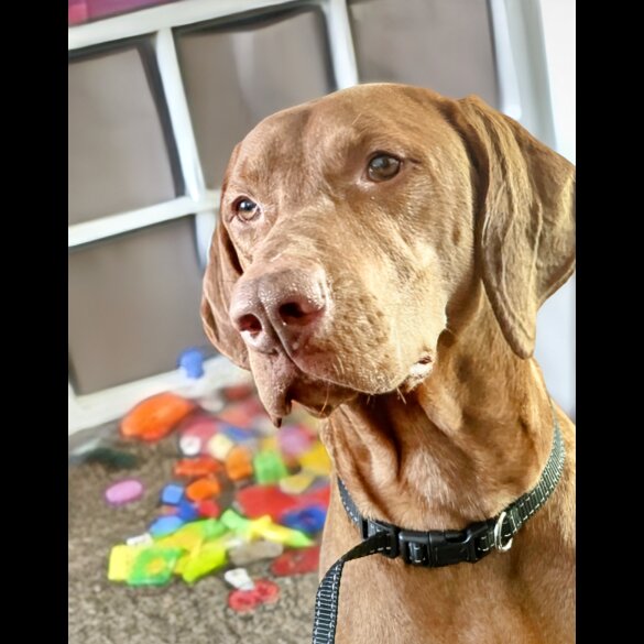 Hungarian Vizsla - Both