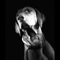 Hungarian Vizsla - Both