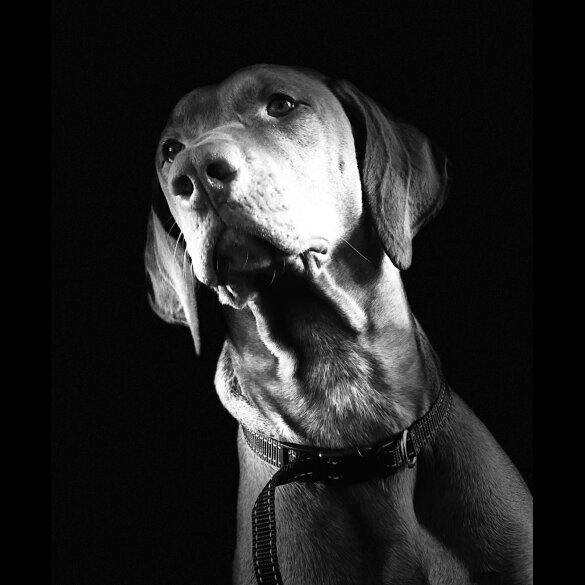Hungarian Vizsla - Both