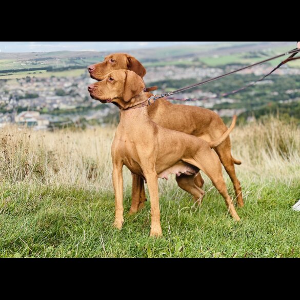 Hungarian Vizsla - Both
