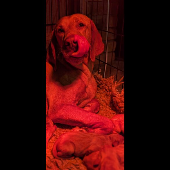 Hungarian Vizsla - Both