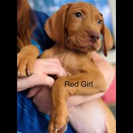 Hungarian Vizsla - Both