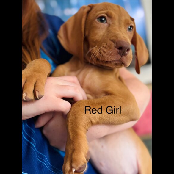 Hungarian Vizsla - Both