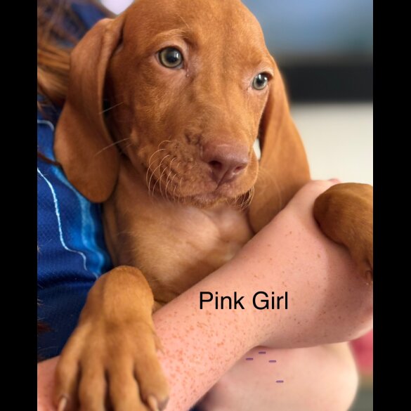 Hungarian Vizsla - Both