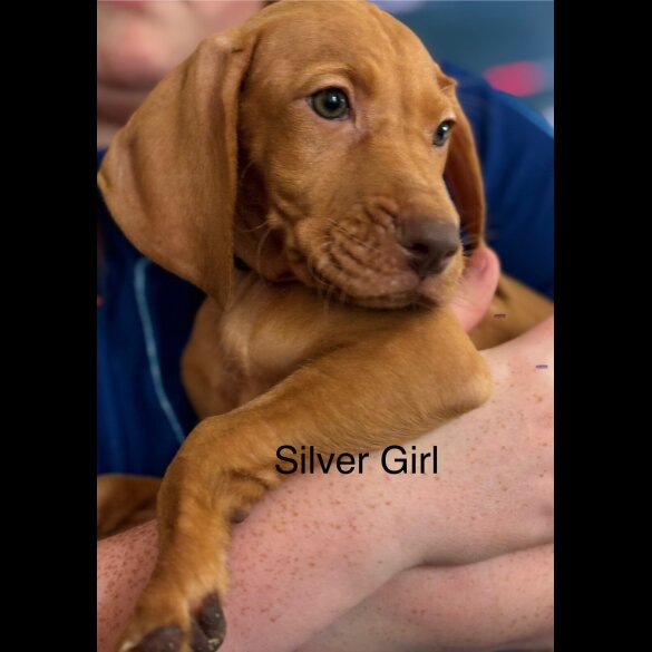 Hungarian Vizsla - Both