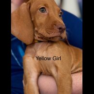 Hungarian Vizsla - Both