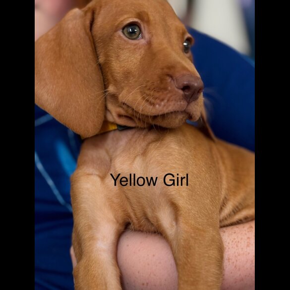 Hungarian Vizsla - Both