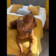 Hungarian Vizsla - Both