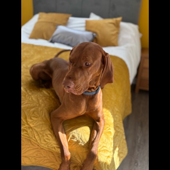 Hungarian Vizsla - Both