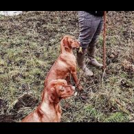Hungarian Vizsla - Both