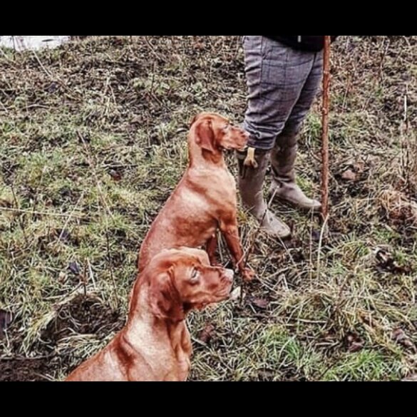 Hungarian Vizsla - Both