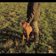 Hungarian Vizsla - Both