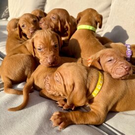 Hungarian Vizsla - Both