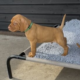 Hungarian Vizsla - Both