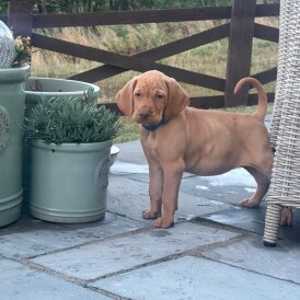 Hungarian Vizsla - Both