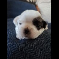 Shih Tzu - Both