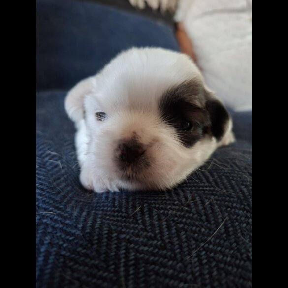 Shih Tzu - Both
