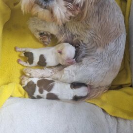 Shih Tzu - Both