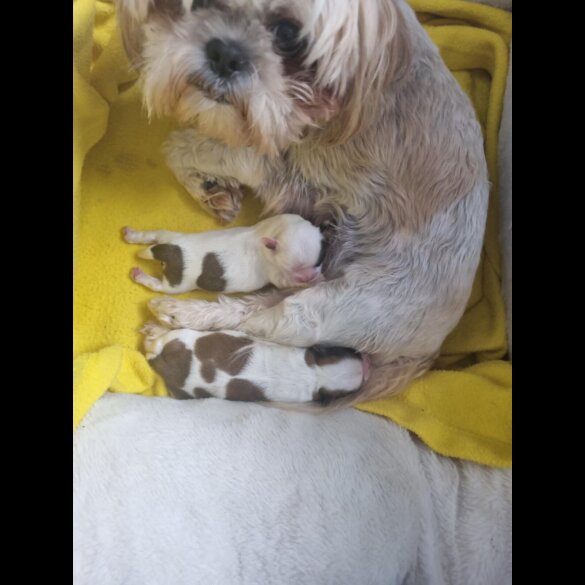 Shih Tzu - Both