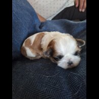 Shih Tzu - Both