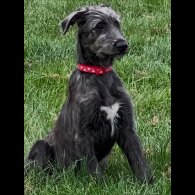 Irish Wolfhound - Bitches