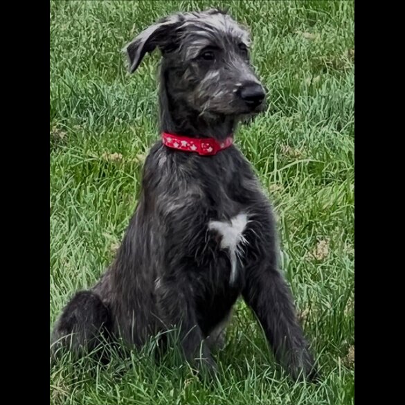 Irish Wolfhound - Bitches
