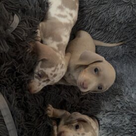Dachshund (Standard &amp; Miniature) - Both