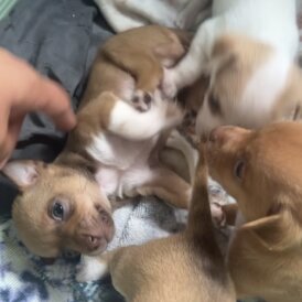 Chihuahua - Both