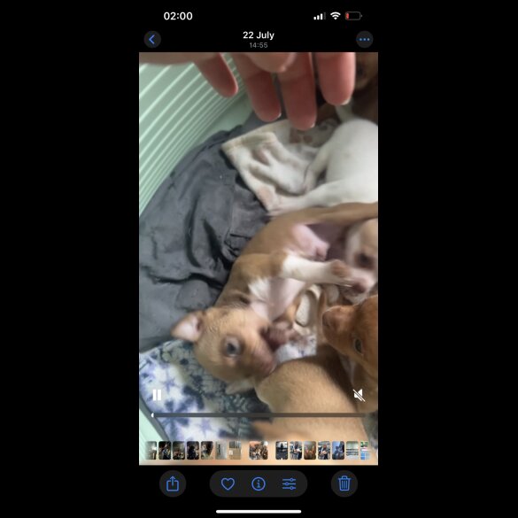 Chihuahua - Both