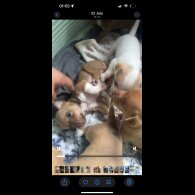 Chihuahua - Both