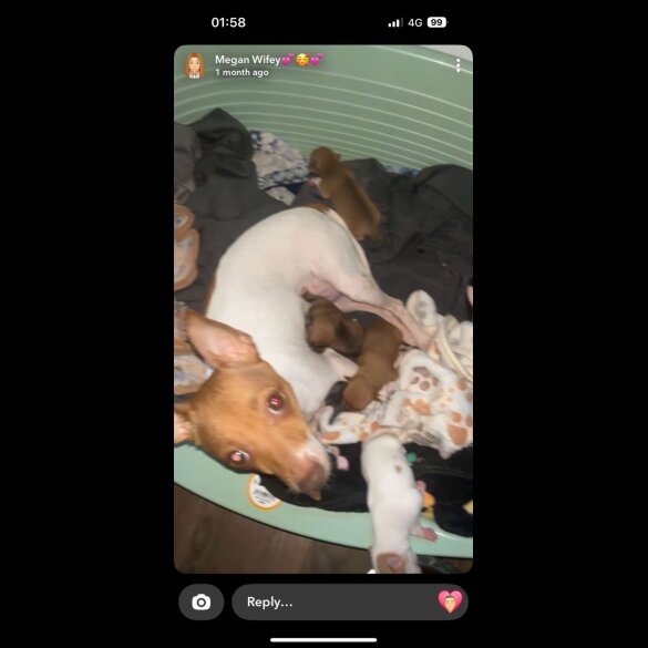 Chihuahua - Both