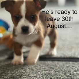 Jack Russell - Dogs
