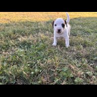 Jack Russell - Dogs