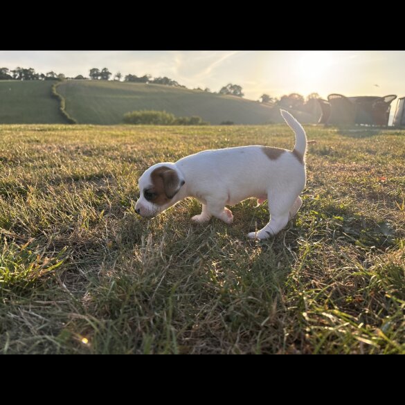 Jack Russell - Dogs