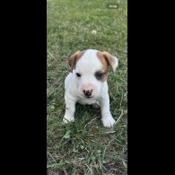 Jack Russell - Dogs