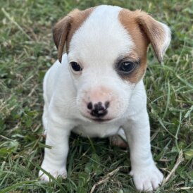 Jack Russell - Dogs