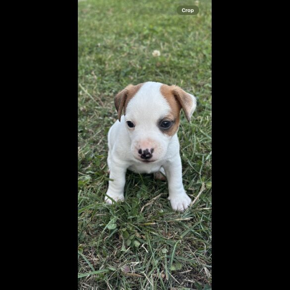 Jack Russell - Dogs