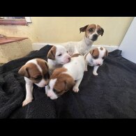 Jack Russell - Dogs