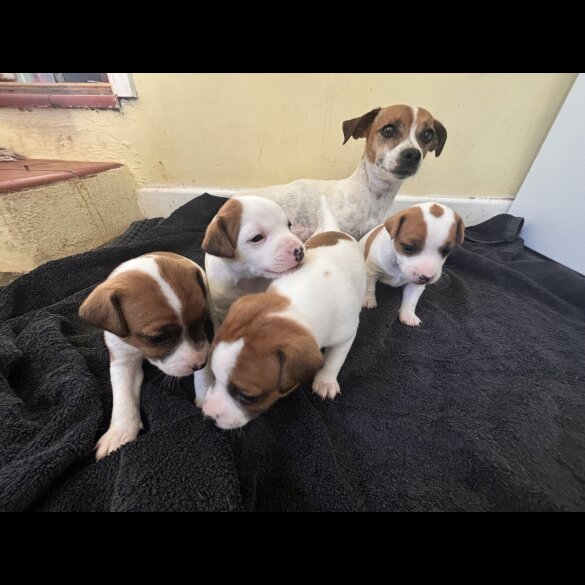Jack Russell - Dogs