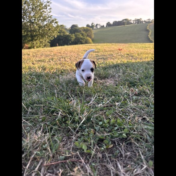 Jack Russell - Dogs