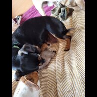Jack Russell - Both