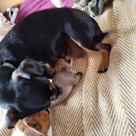 Jack Russell - Both