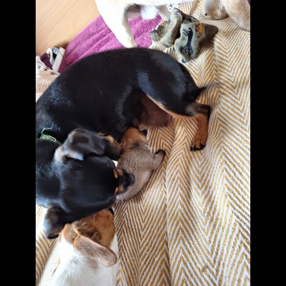 Jack Russell - Both