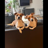 Jack Russell - Both