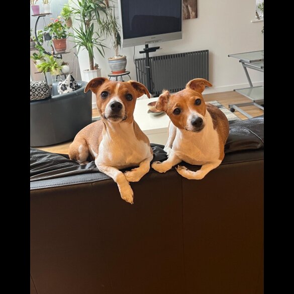 Jack Russell - Both