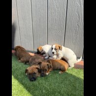 Jack Russell - Both