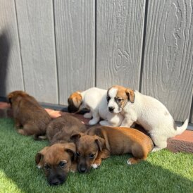 Jack Russell - Both