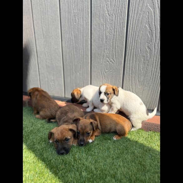 Jack Russell - Both