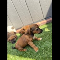Jack Russell - Both